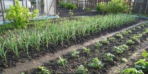 Kako posaditi jagode